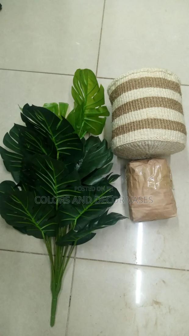 Monstera, Basket With Pebble Stones Available