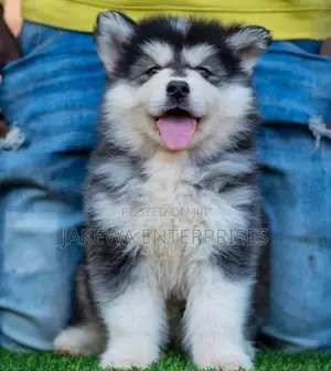 1-3 months Male Purebred Siberian Husky