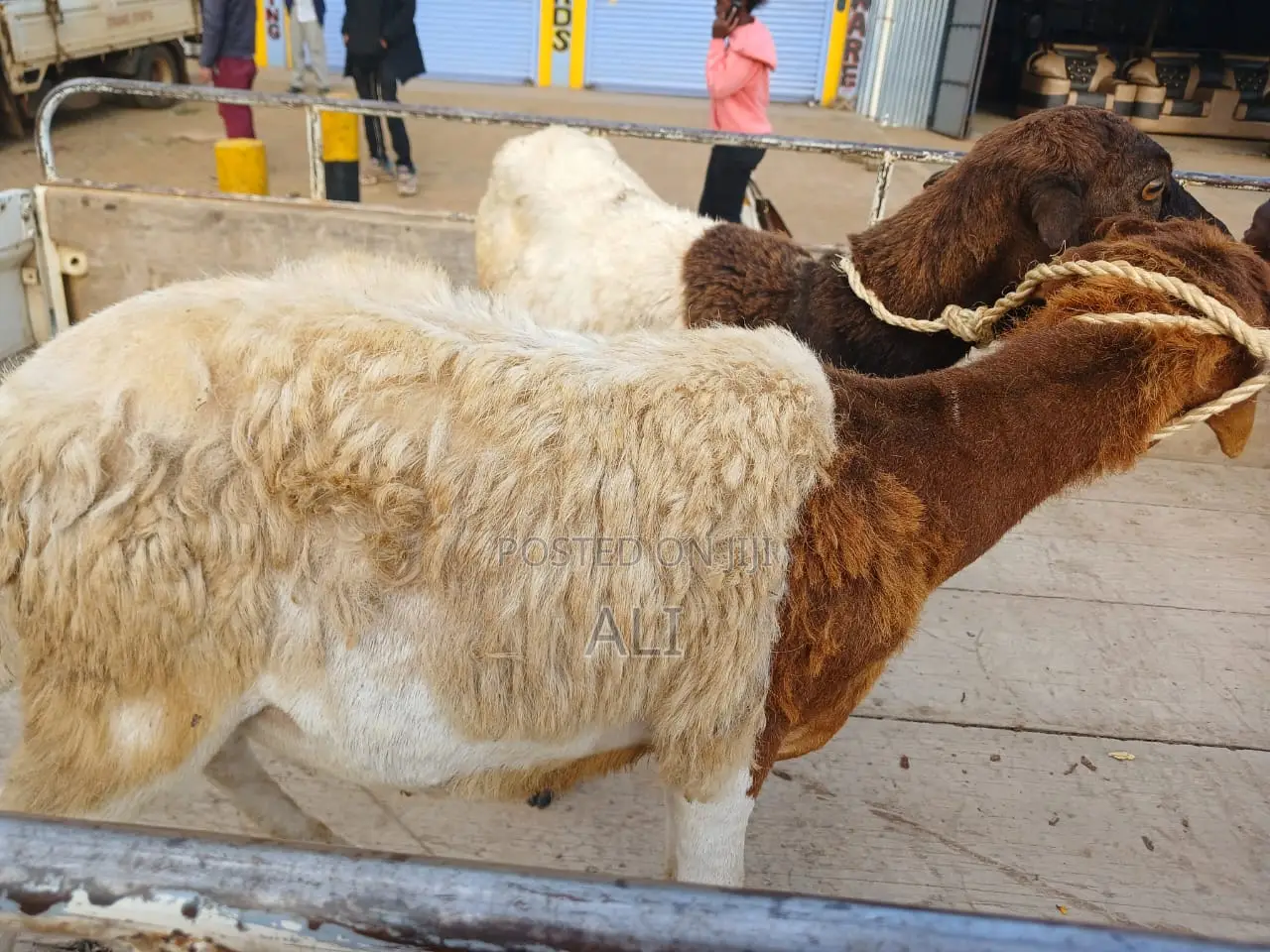 Goats on Sale
