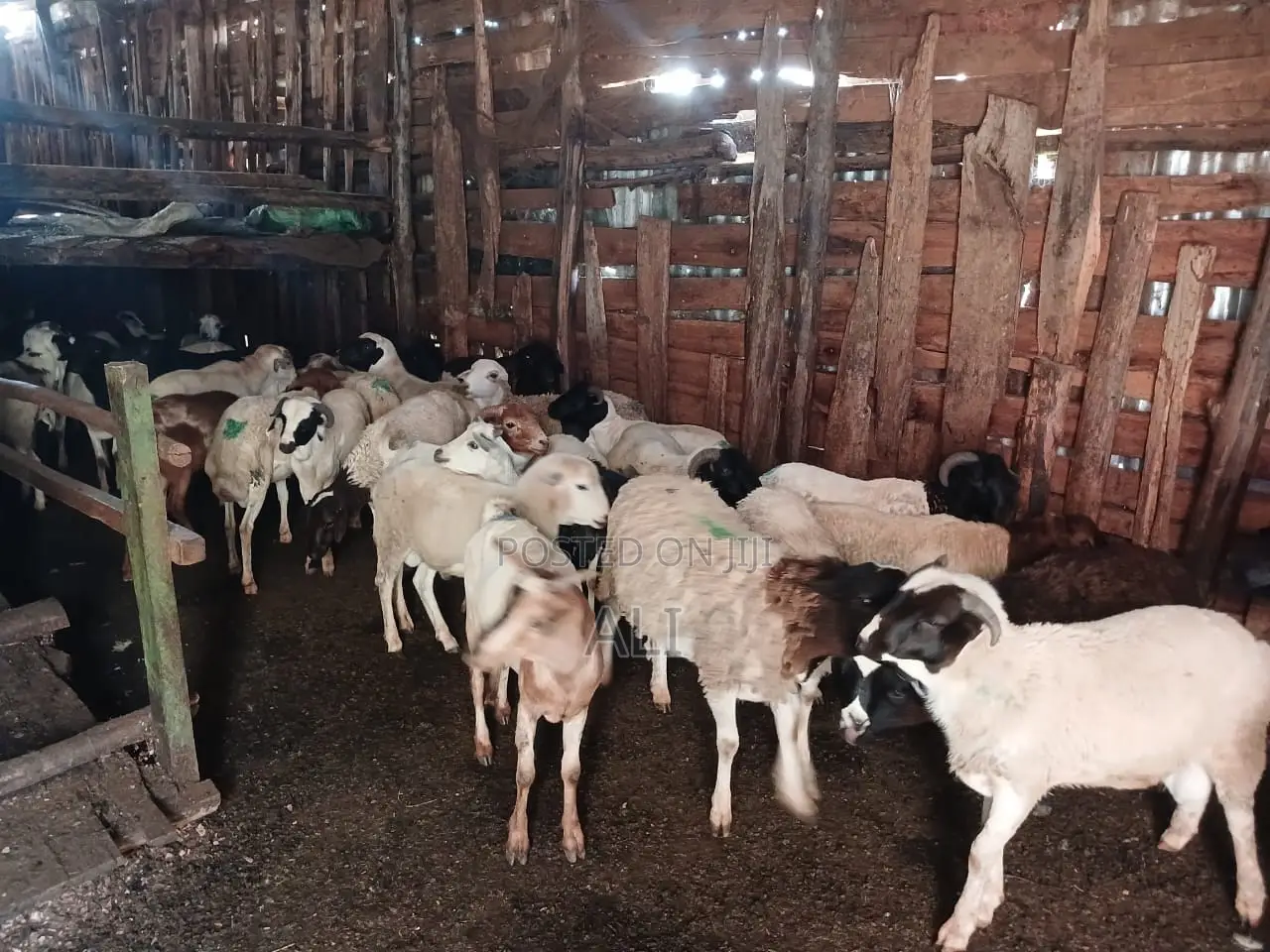 Goats on Sale
