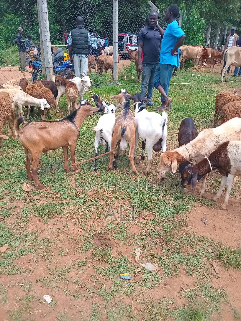 Goats on Sale