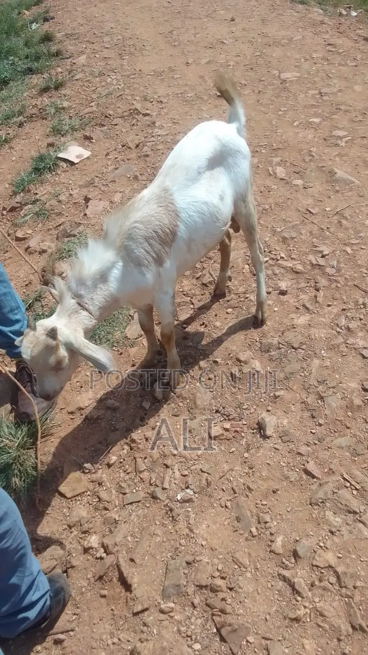 Goats on Sale