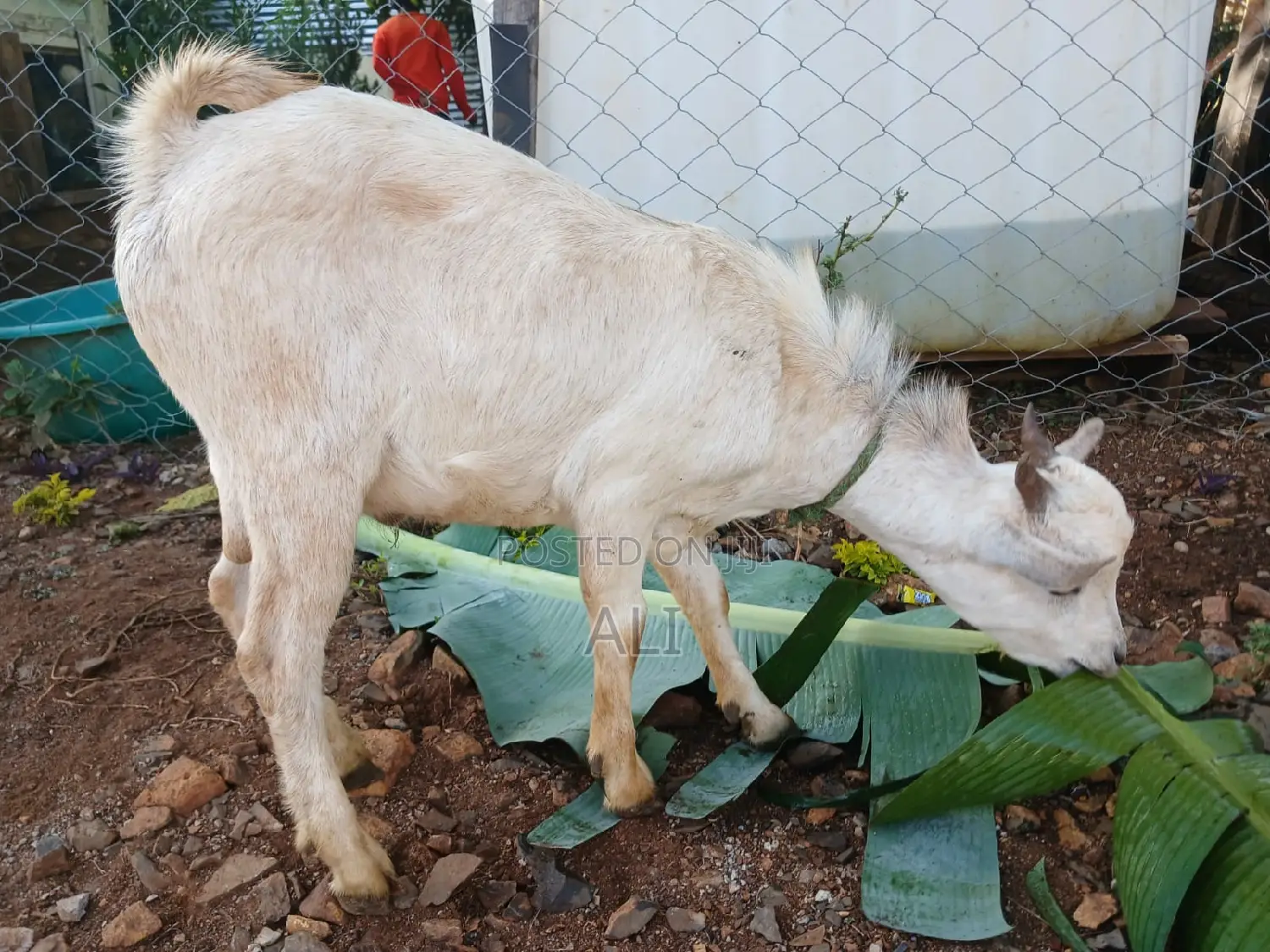 Goats on Sale