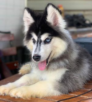 1-3 months Female Purebred Siberian Husky - main view