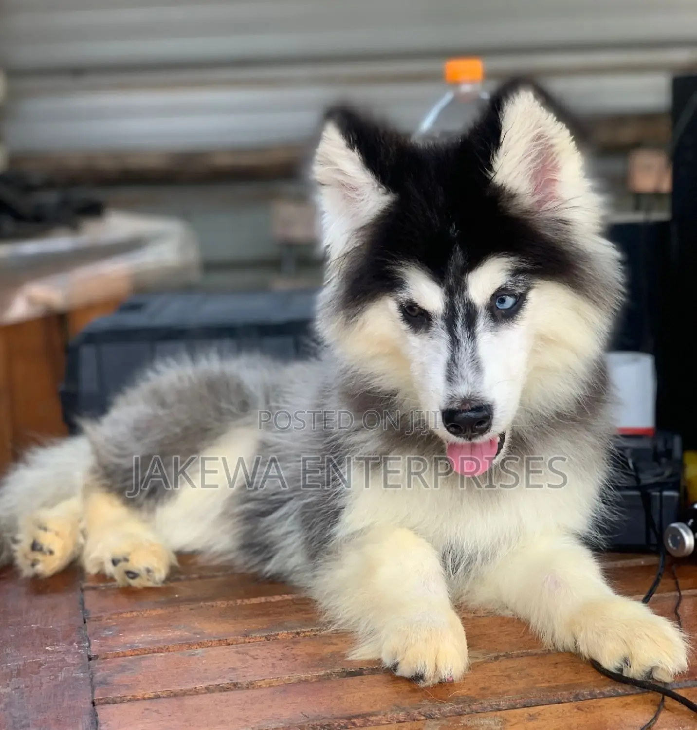 1-3 months Male Purebred Siberian Husky