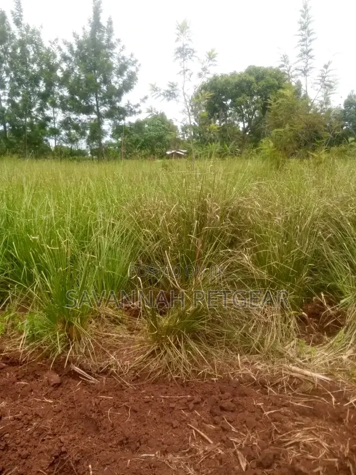 Vetiver Grass Splits for Sale