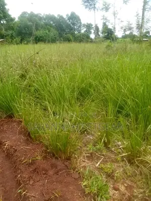 Vetiver Grass Splits for Sale