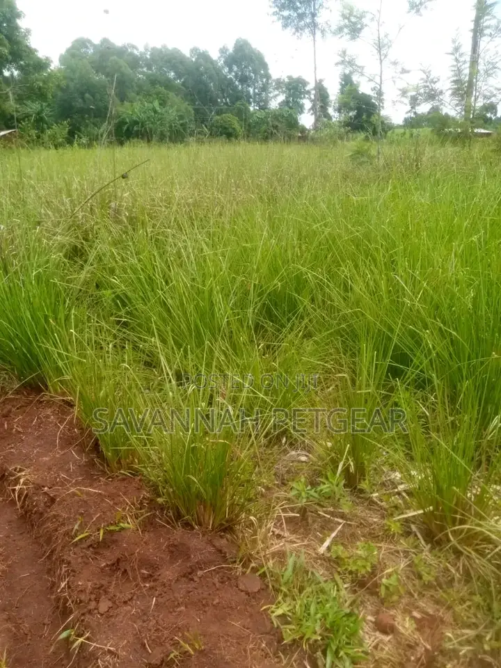 Vetiver Grass Splits for Sale