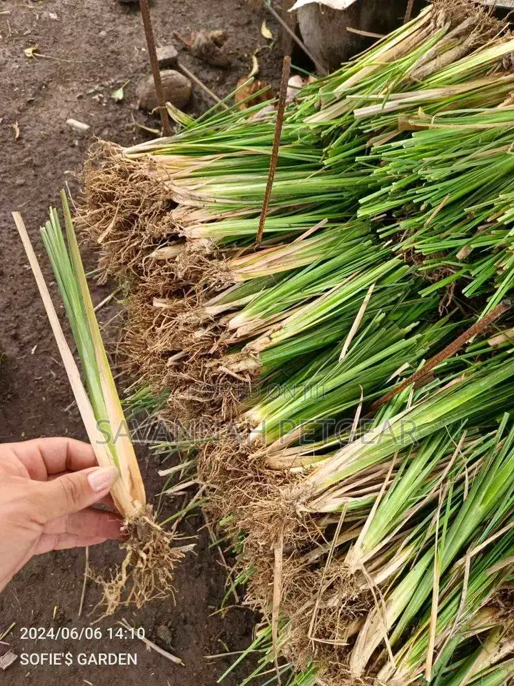 Vetiver Grass Splits for Sale