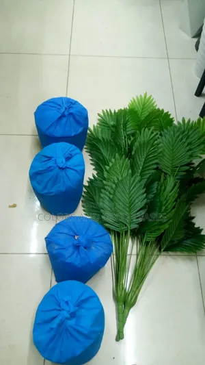 Palm 1m Trees Available