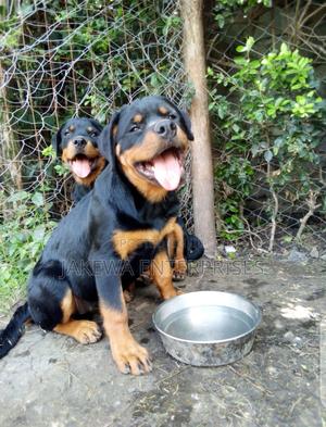 1-3 months Male Purebred Rottweiler - thumbnail 2