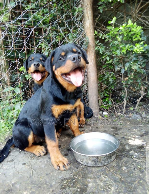 1-3 months Male Purebred Rottweiler - main view