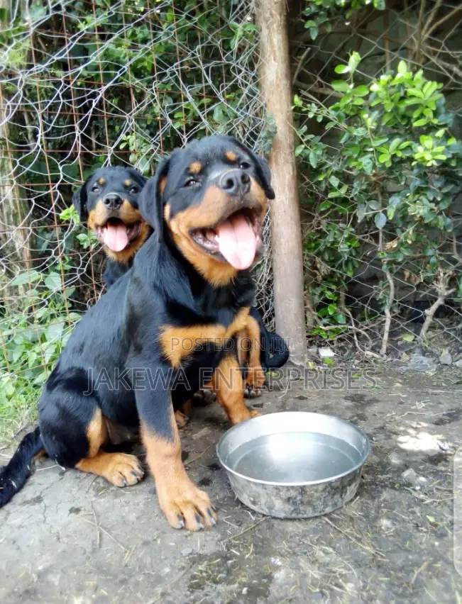 1-3 months Male Purebred Rottweiler