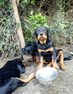 1-3 months Male Purebred Rottweiler