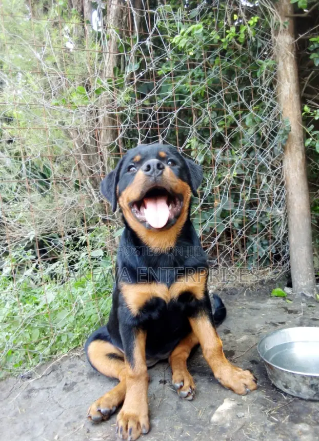 1-3 months Male Purebred Rottweiler