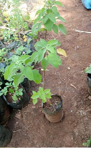 Scent Leaf Herb Seedling. - thumbnail 2