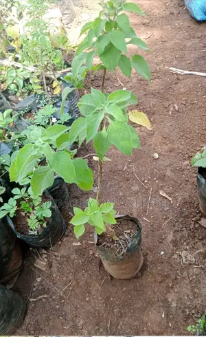 Scent Leaf Herb Seedling.