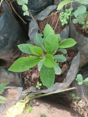 Bitter Leaf Herb Seedling - thumbnail 2