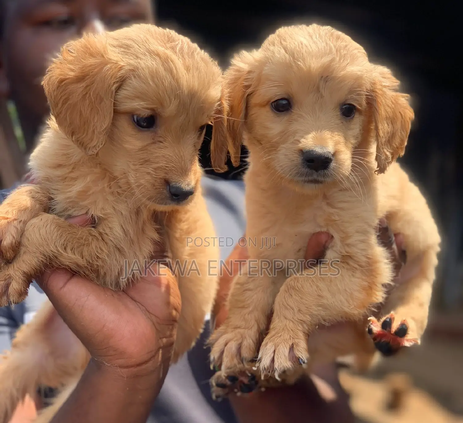 1-3 months Male Purebred Golden Retriever
