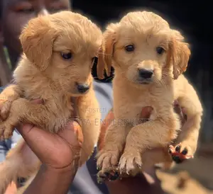 1-3 months Male Purebred Golden Retriever