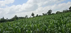 2 Acres for Sale in Chepkanga Eldoret