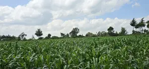 2 Acres for Sale in Chepkanga Eldoret