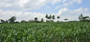 2 Acres for Sale in Chepkanga Eldoret