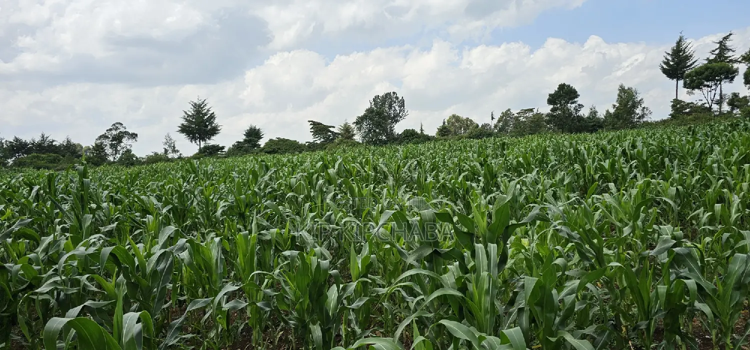 2 Acres for Sale in Chepkanga Eldoret