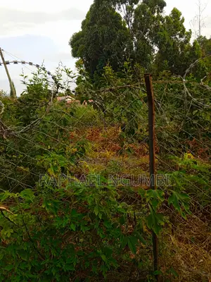 Two (2) 50*100 Plots at Mavivye Mumbuni
