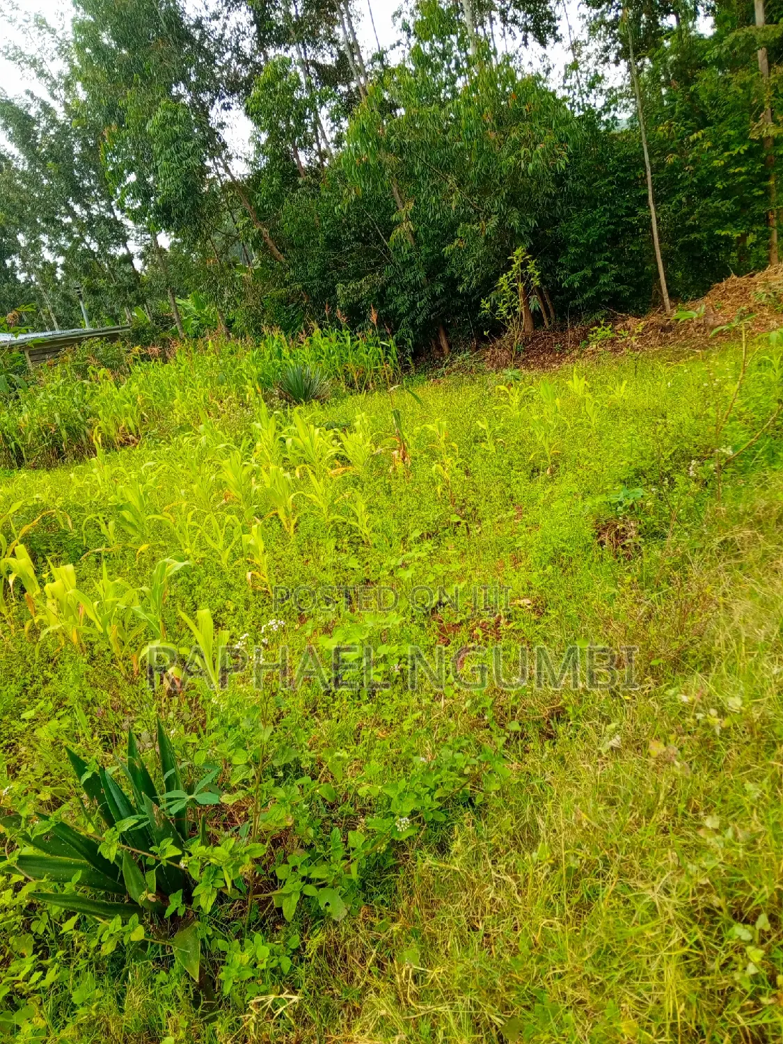 50*100 Plots at Mavivye Mumbuni