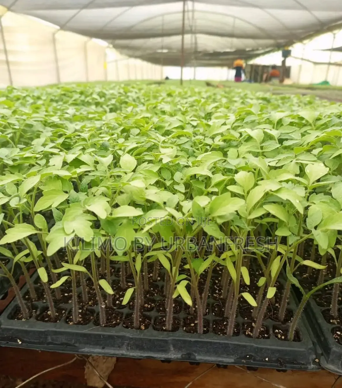 Tomato : F1 All Varieties Bunch of 300 Seedlings