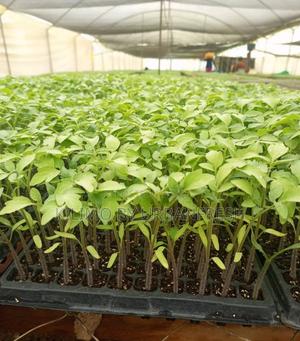 Tomato : F1 All Varieties Bunch of 300 Seedlings - thumbnail 2