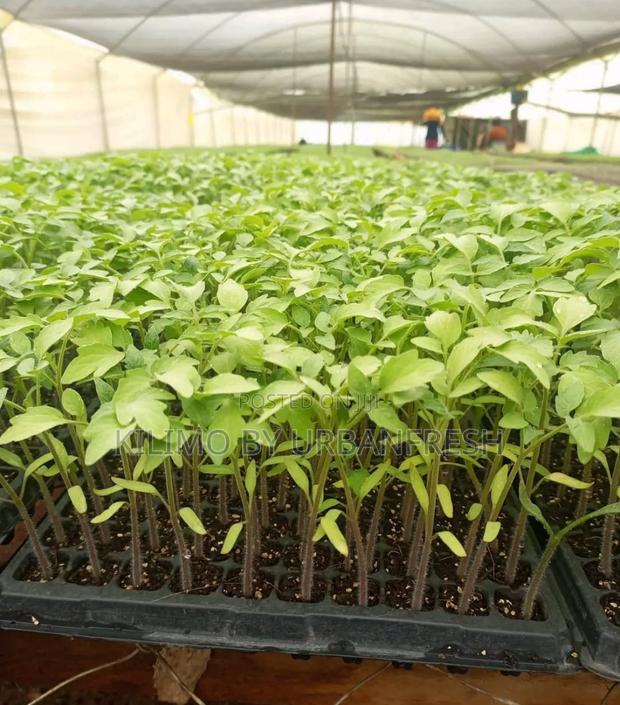 Tomato : F1 All Varieties Bunch of 300 Seedlings - main view