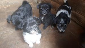 1-3 months Male Purebred Havanese - thumbnail 2