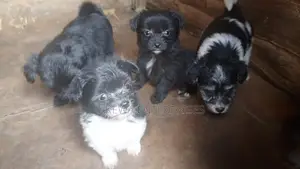 1-3 months Male Purebred Havanese