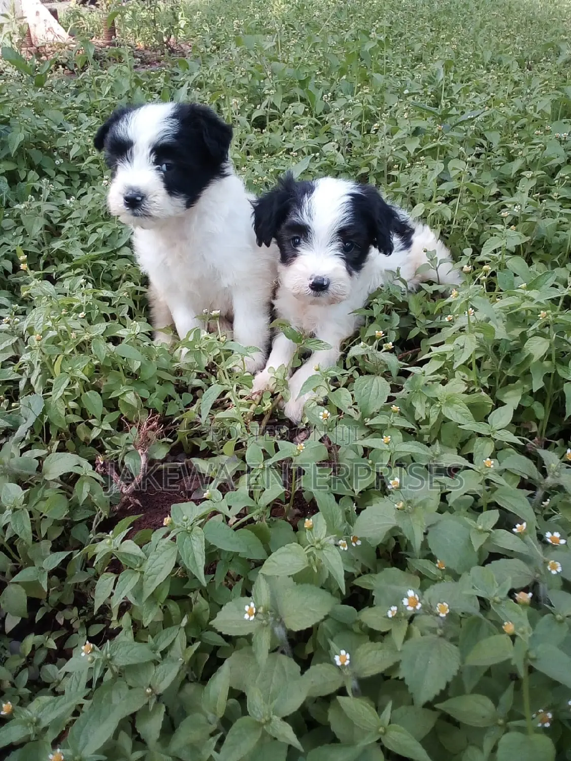 1-3 months Female Purebred Havanese