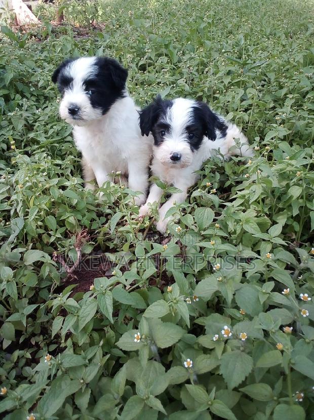 1-3 months Female Purebred Havanese