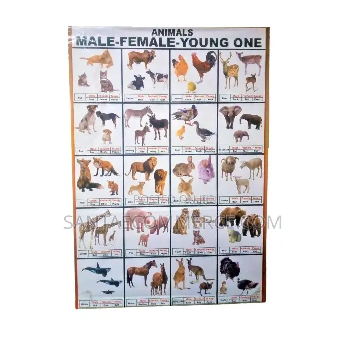 Animal Male Female and Young One Wall Chart