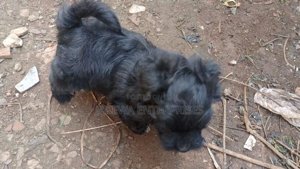 1-3 months Male Purebred Havanese - main view