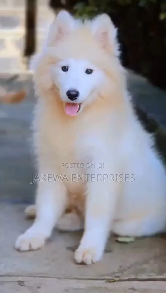 1-3 months Male Purebred Samoyed