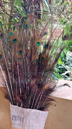 Peacock Decor