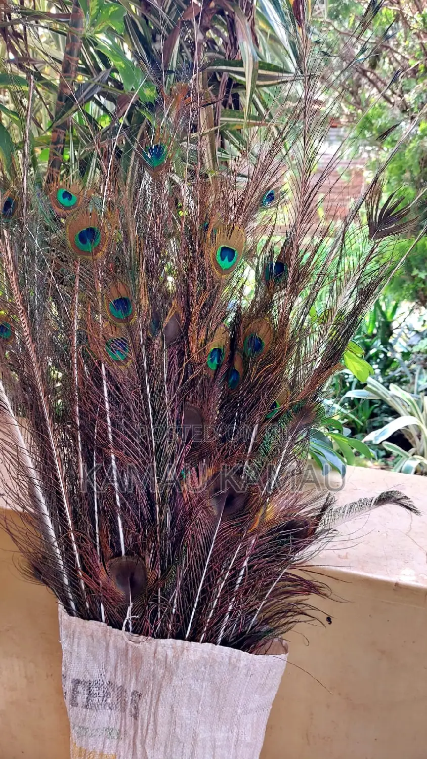 Peacock Decor