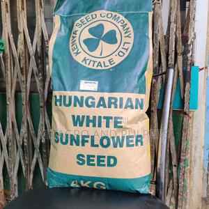 Hungarian White Sunflower Seed - main view