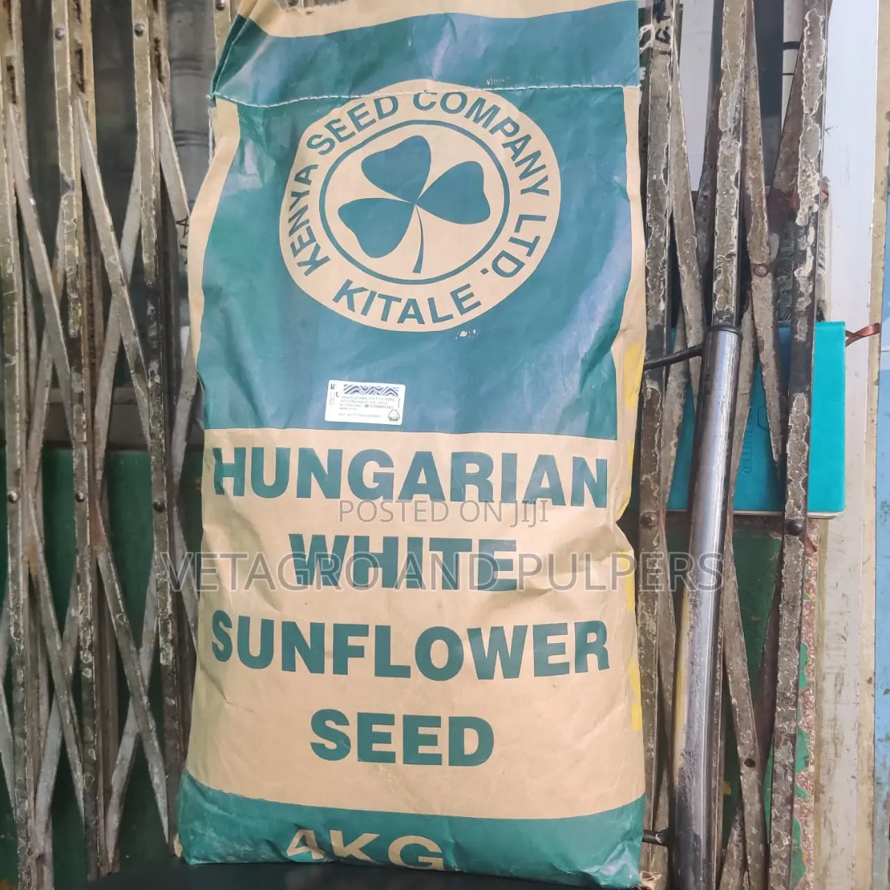 Hungarian White Sunflower Seed