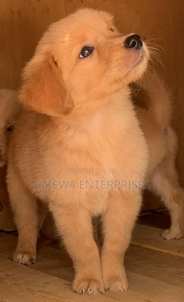 1-3 months Male Purebred Golden Retriever
