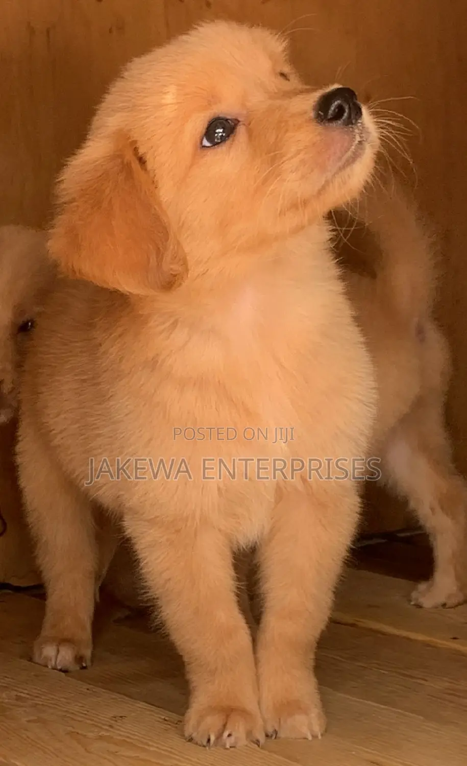 1-3 months Male Purebred Golden Retriever
