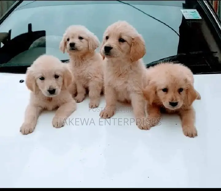 1-3 months Male Purebred Golden Retriever