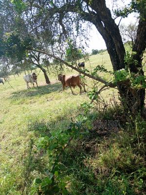 Prime 3.5 Acres at Machakos Katumani Road. - thumbnail 2