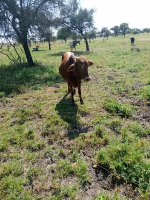 Prime 3.5 Acres at Machakos Katumani Road.