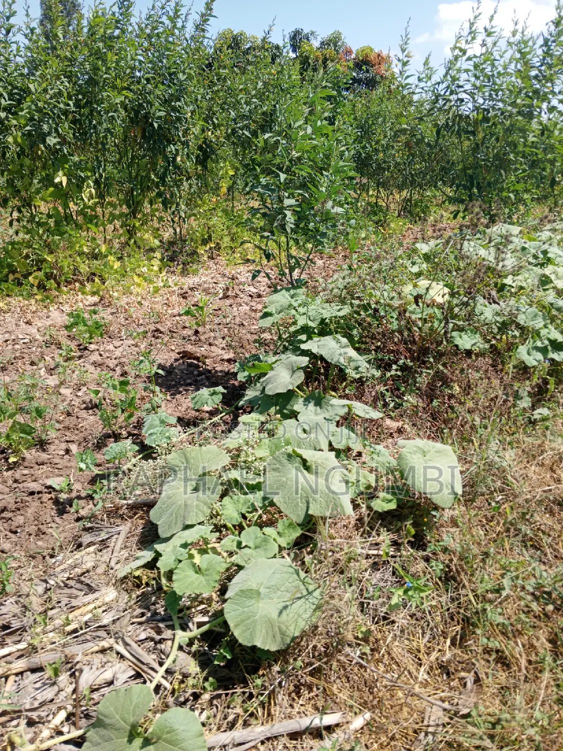 Two (2) Acres at Machakos Vota
